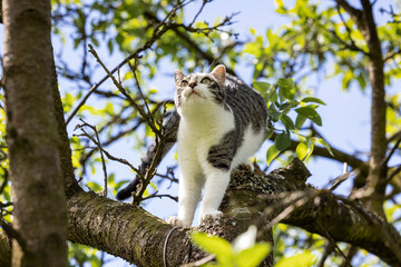 Hauskatze auf Vogeljagd im Baum