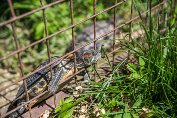 The turtle is trying to escape from behind the bars.