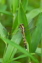 ムギワラトンボ