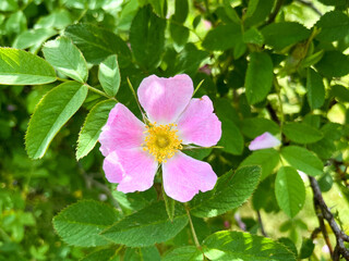 Dog rose (Rosa canina) or red-brown rose (Rosa rubiginosa) flower close-up