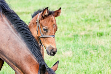 Close-up of a young foal's head with a halter standing next to her mother's neck.