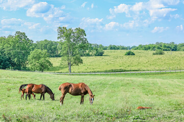 Naklejka na ściany i meble A bay mare and her foal and a chestnut mare whose foal is lying down in a big pasture grazing with fields and white clouds and blue sky in the distance.