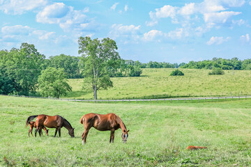 A bay mare and her foal and a chestnut mare whose foal is lying down in a big pasture grazing with fields and white clouds and blue sky in the distance. © Margaret Burlingham