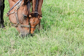 Close-up of a broodmare and her foal grazing nose to nose with face flies on the mare.