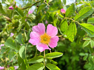 Dog rose (Rosa canina) or red-brown rose (Rosa rubiginosa) flower close-up