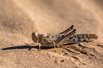 side profile of a grasshopper in desert sand