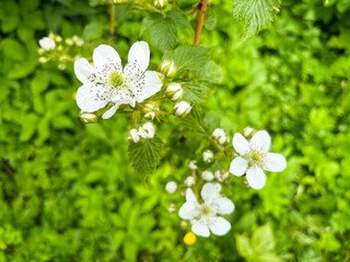 Blackberry garden (rubus canescens) close-up with copyspace