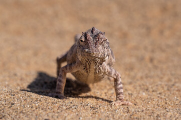 Chamaeleo namaquensis: Desert Chamaeleon in the Namib desert near Swakobmund, Namibia