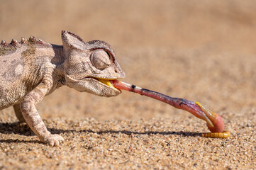 Tongue lashing Namaqua Chameleon in Namib desert Namibia