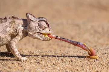 Fototapeten Tongue lashing Namaqua Chameleon in Namib desert Namibia © Andreas