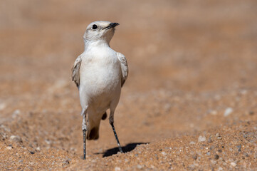 Tractrac chat in the Namib Dunes
