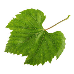 Grape leaf isolated on white background with clipping path