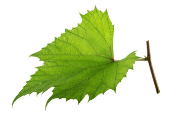 Grape leaf isolated on white background with clipping path