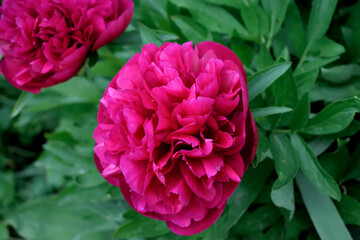 bush with red peonies, close-up as a texture for background
