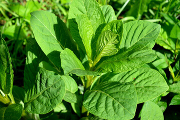 spinach bush, close-up as a texture for background