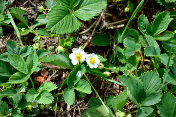 the first strawberry flowers, close-up as a texture for the background