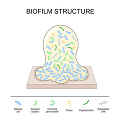 biofilm structure. Bacterial cell colony
