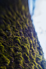 green moss on tree surface