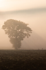 Fototapeta na wymiar Tree in the middle of fog at dawn, with distant roe deers nearby