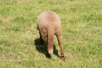 brown sheep graze on an open green meadow in a farming area, rural life, 