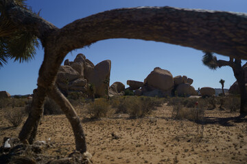 joshua tree