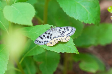 ヒョウモンエダシャク