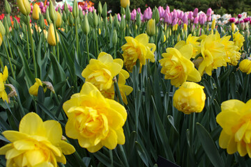 Obraz premium yellow and red tulips