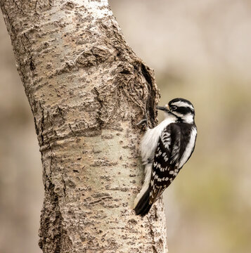 Close up image of a black and white colored woodpecker perched on the side of a tree.