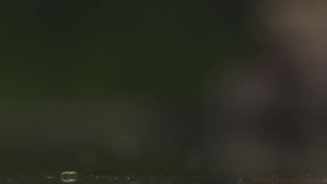 Common Pond Skaters 'Skating' Over The Surface A Slow Motion
