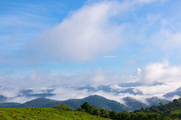 Fototapeta premium beautiful view of tea hill with sea of clouds and mountains in Da Lat city, Lam Dong, Viet Nam