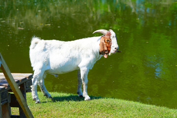 Nubian goat against the pond. It is a British breed of domestic goat. Breed originated from the crossing of native British goats and a mixed population of lop-eared goats.