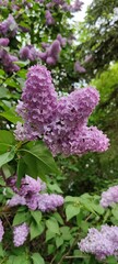 Obraz premium Lilac
