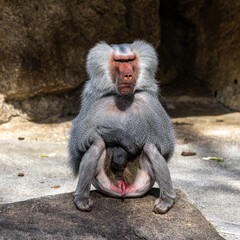 The hamadryas baboon, Papio hamadryas is a species of baboon