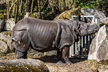 The Indian Rhinoceros, Rhinoceros unicornis aka Greater One-horned Rhinoceros