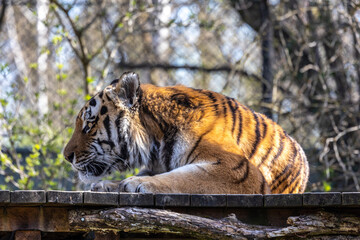 The Siberian tiger,Panthera tigris altaica in a park