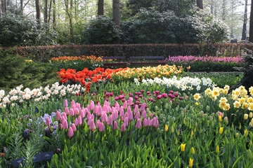 field of tulips