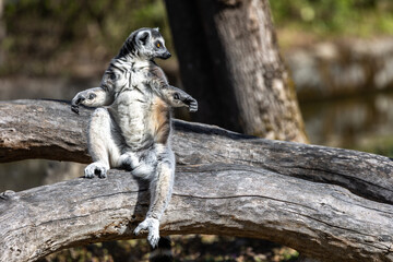 The ring-tailed lemur,Lemur catta with white ringed tail is the most known lemur