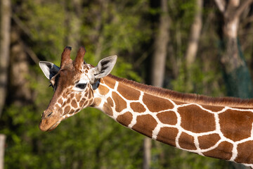 The giraffe, Giraffa camelopardalis is an African mammal