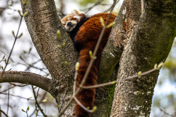 The red panda, Ailurus fulgens, also called the lesser panda.