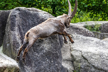 Fototapeta na wymiar Male mountain ibex or capra ibex on a rock living in the European alps