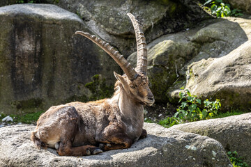 Male mountain ibex or capra ibex on a rock living in the European alps