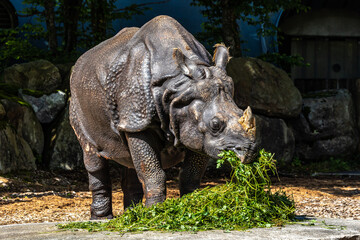 Obraz premium The Indian Rhinoceros, Rhinoceros unicornis aka Greater One-horned Rhinoceros