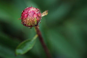 peony bud in rain