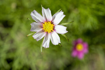 white daisy flower