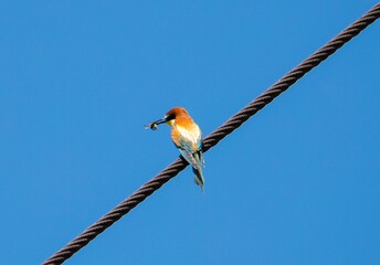 A Merops apiaster bird sits on a wire with a bumblebee in its beak
