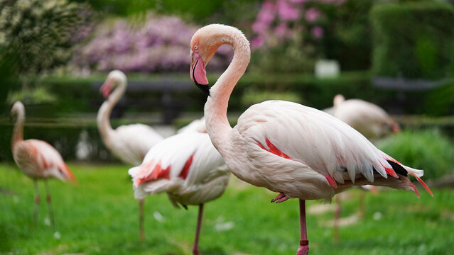 Close-up of pink flamingo bird in nature park,zoo outdoors.Animals in the wild,beautiful postcard.