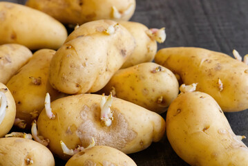 Sprouted potatoes. Macro shot of seed potatoes with sprouts. root crops for planting. Agriculture and farming. close up