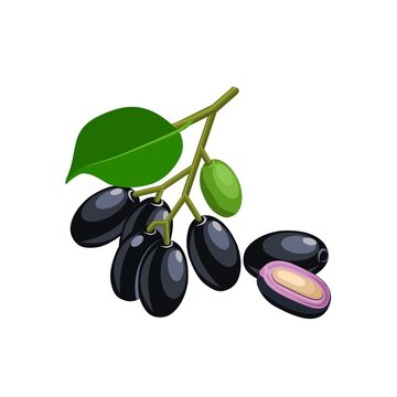 Vector illustration, Jambolan plum or Javanese plum, scientific name Syzygium cumini, isolated on a white background, exotic fruit as a medicinal herb.