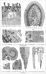 Cross section of human internal organs. Publication of the book "Meyers Konversations-Lexikon", Volume 2, Leipzig, Germany, 1910