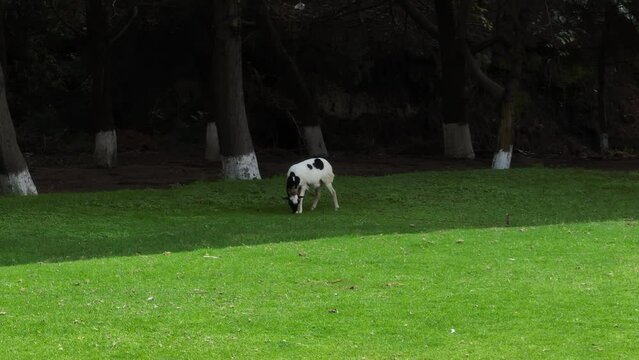 Chivo, cabra, pasto, granja, animal, comida, granjero, arboles, grama. 